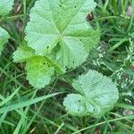 Malva pusilla Leaf