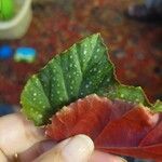 Begonia aconitifolia Blad