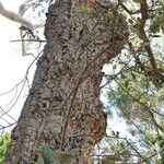 Quercus suber Агульны выгляд