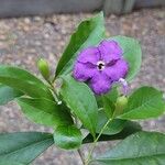 Brunfelsia uniflora फूल