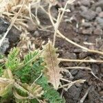 Astragalus pelecinus Frucht