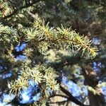 Cedrus atlantica Blad