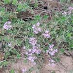 Thymus herba-barona Blomst