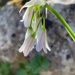 Allium pendulinum Çiçek