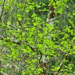 Alnus rubra Leaf