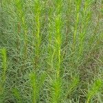 Artemisia campestris Yaprak