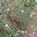 Dianthus rupicola Staniste