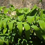 Polygonatum × hybridum Fuelha