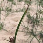 Bolboschoenus maritimus Feuille