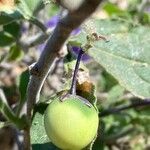 Solanum umbelliferum Fruto