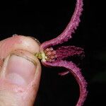 Uvariopsis bakeriana ᱵᱟᱦᱟ