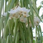 Hoya linearis Blomma