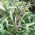 Spodiopogon sibiricus Квітка