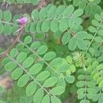 Indigofera heterantha Leaf