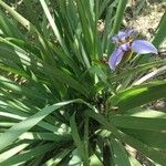 Trimezia coerulea Flower