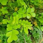 Haplocoelum foliolosum Leaf