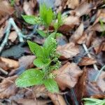 Mercurialis perennis Blad