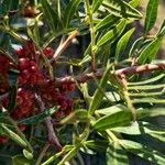 Pistacia lentiscus Fruit