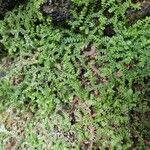 Selaginella helvetica ഇല