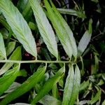 Asplenium juglandifolium Yaprak