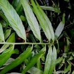 Asplenium juglandifolium Leaf