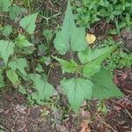 Anoda cristata Leaf