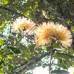 Stifftia chrysantha Fleur