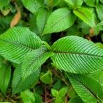 Persicaria campanulata Leaf