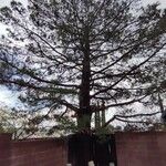 Pinus pinea Habit