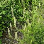 Reseda lutea Alkat (teljes növény)