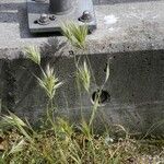 Bromus madritensis Flower