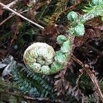 Polystichum braunii Foglia