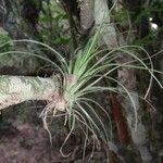 Tillandsia festucoides ᱥᱟᱠᱟᱢ