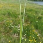 Juncus acutiflorus برگ