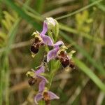 Ophrys x minuticauda その他の提案