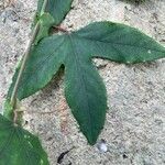 Passiflora amethystina পাতা