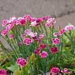 Dianthus caryophyllus Habitat