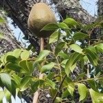 Swietenia mahagoni Плод