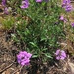 Verbena canadensis Žiedas