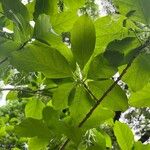 Chionanthus virginicus Leaf