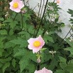 Anemone hupehensis Blüte