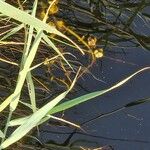 Utricularia vulgaris Kukka