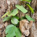 Ficus vallis-choudae ᱥᱟᱠᱟᱢ