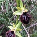 Ophrys sphegodes 葉