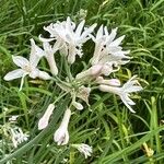 Tulbaghia violacea 花