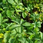 Potentilla reptans Blad