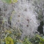 Clematis pickeringii Fruit