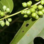 Smilax domingensis Owoc