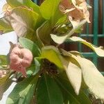 Euphorbia milii 葉