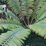 Encephalartos pterogonus आदत